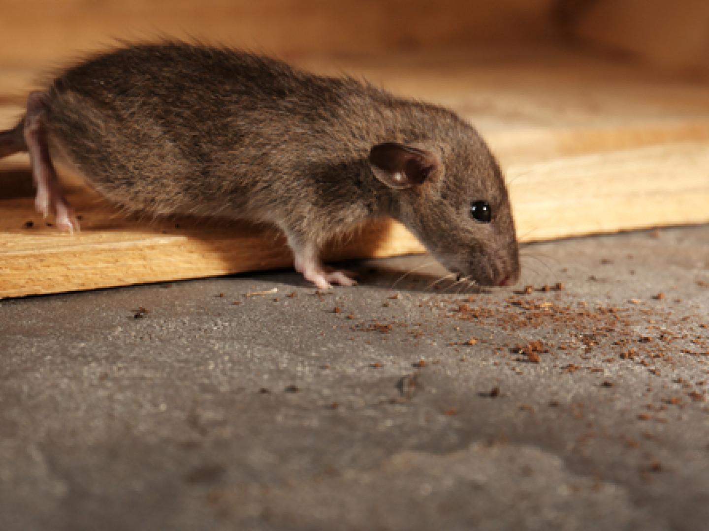 Pest Control, Commercial Pest Control Tyler, TX Davis Exterminating